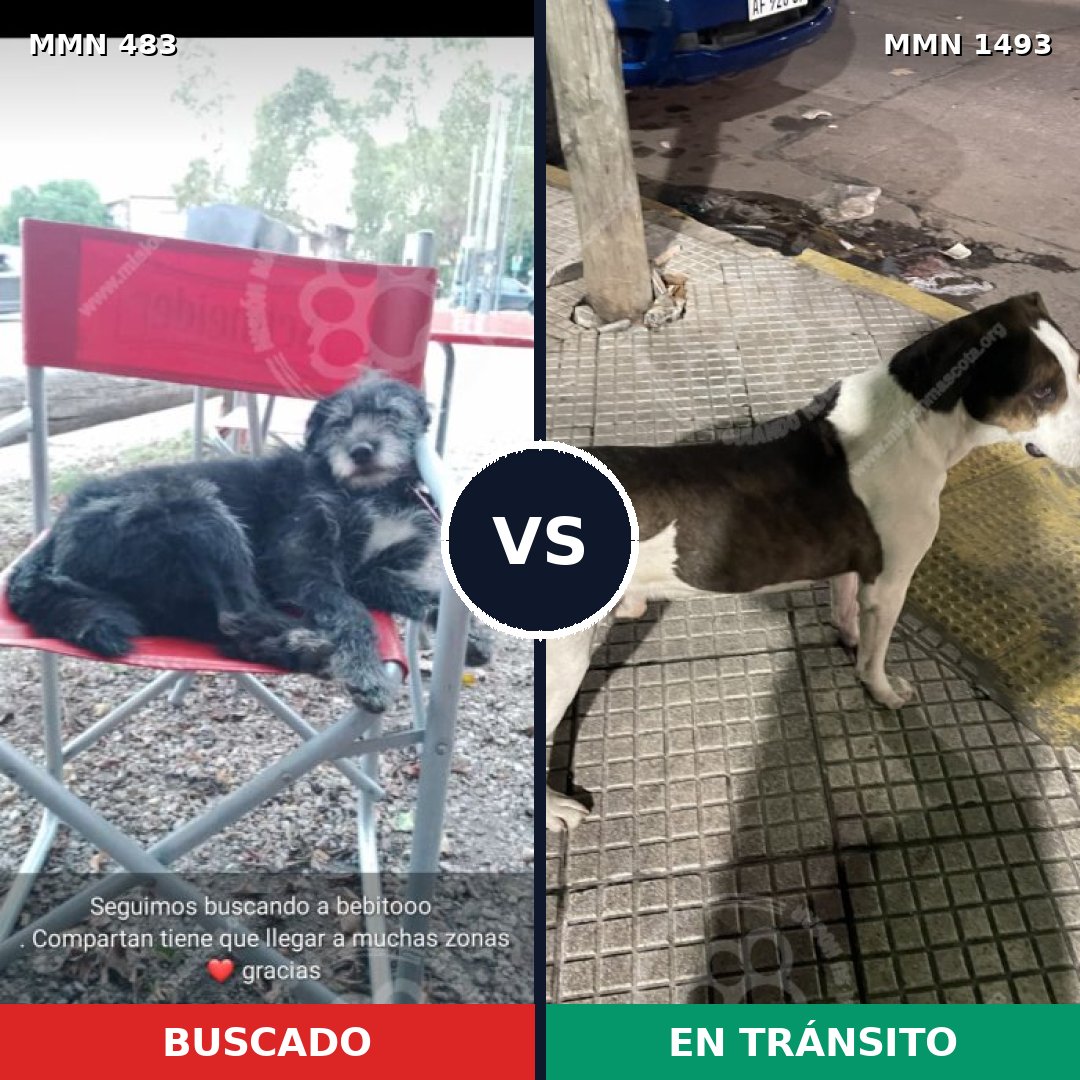 Comparativa MMS 26397: mascota perdida y mascota encontrada, 59% de similitud