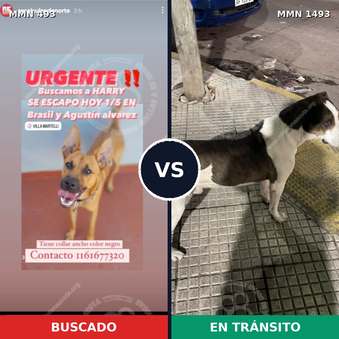 Comparativa MMS 26398: mascota perdida y mascota encontrada, 58% de similitud