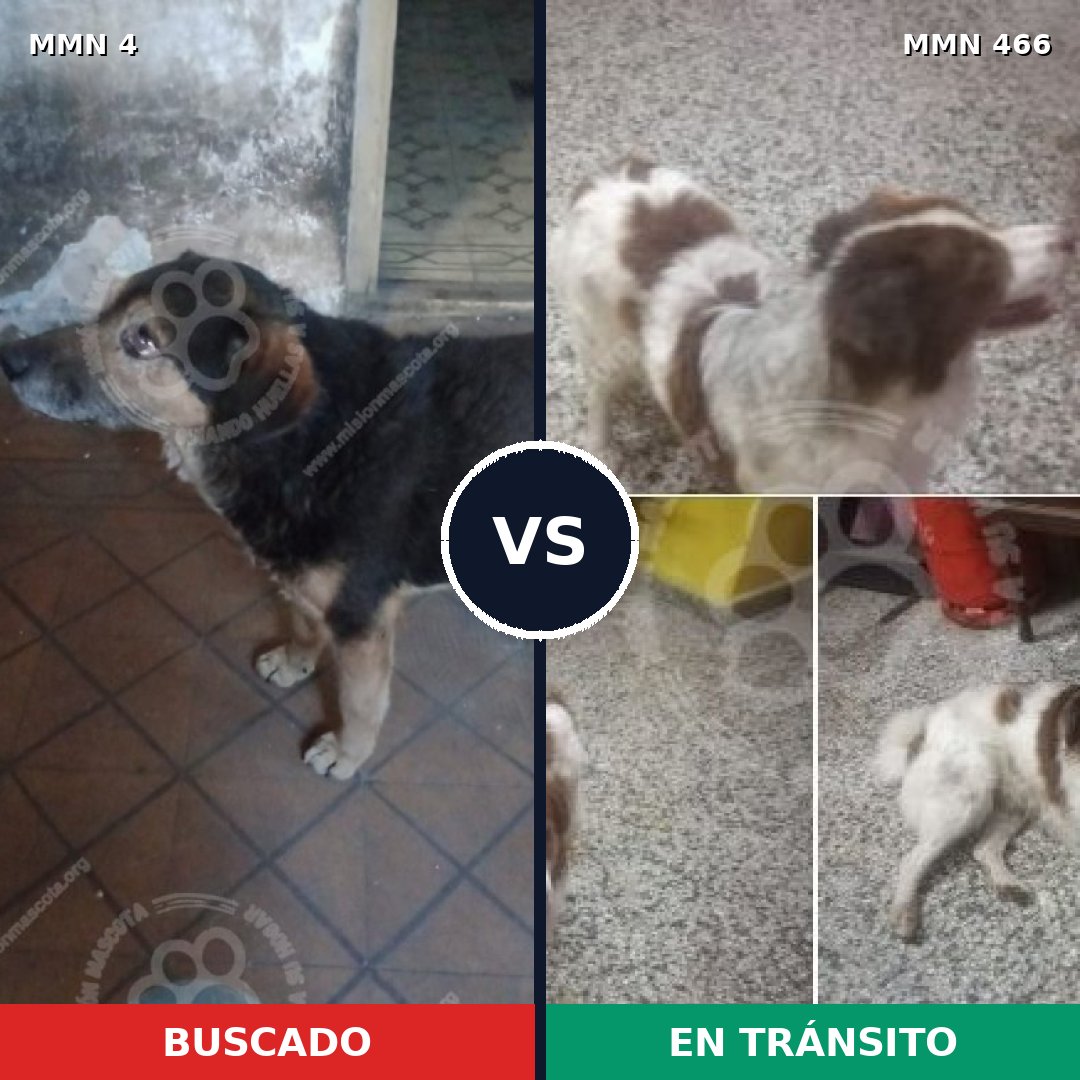 Comparativa MMS 264: mascota perdida y mascota encontrada, 71% de similitud