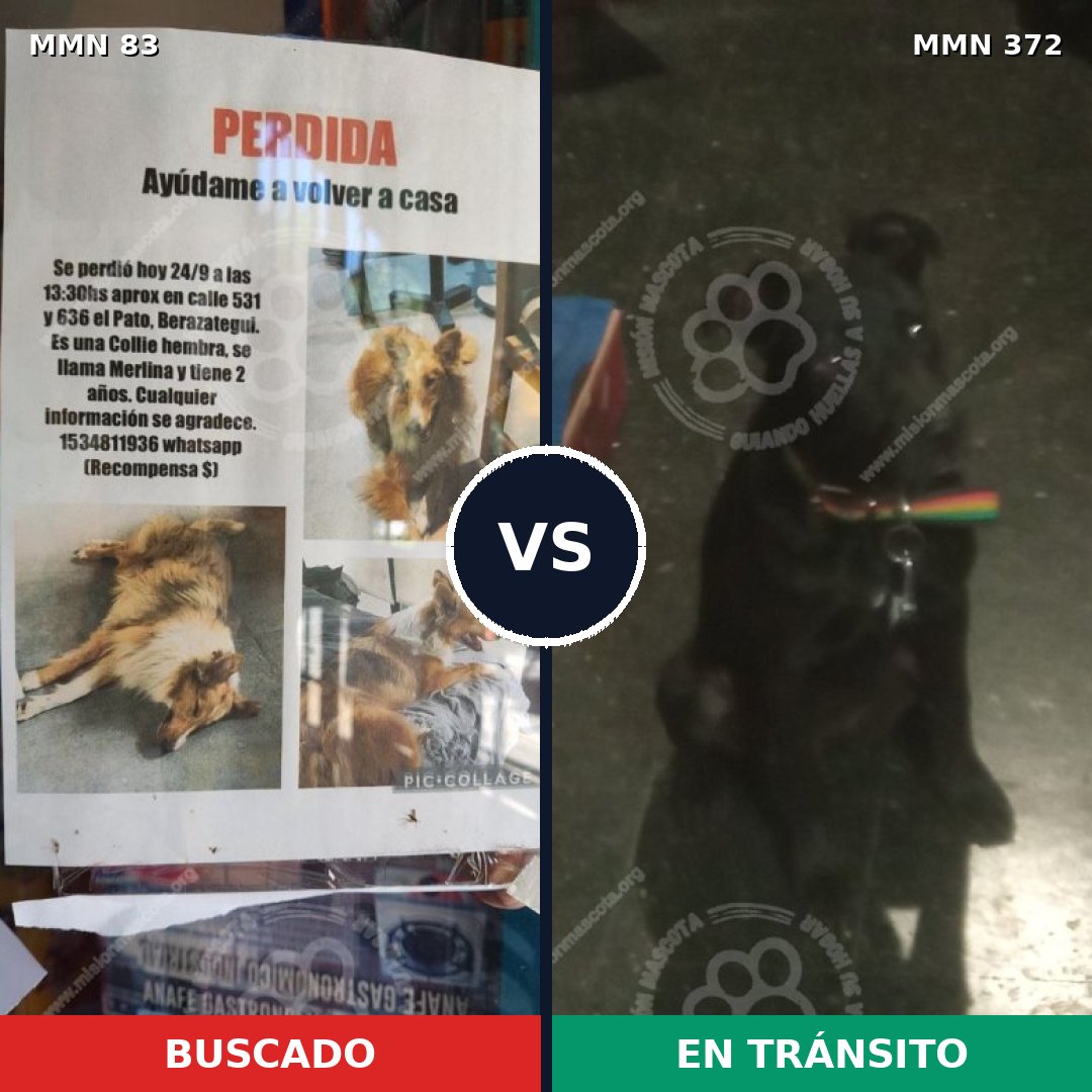 Comparativa MMS 2640: mascota perdida y mascota encontrada, 10% de similitud