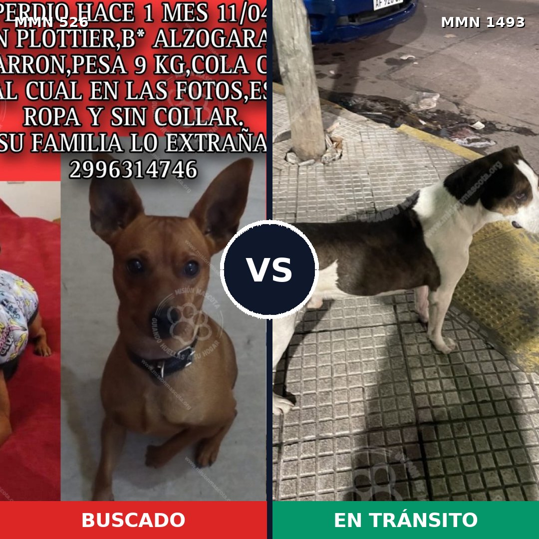 Comparativa MMS 26400: mascota perdida y mascota encontrada, 24% de similitud