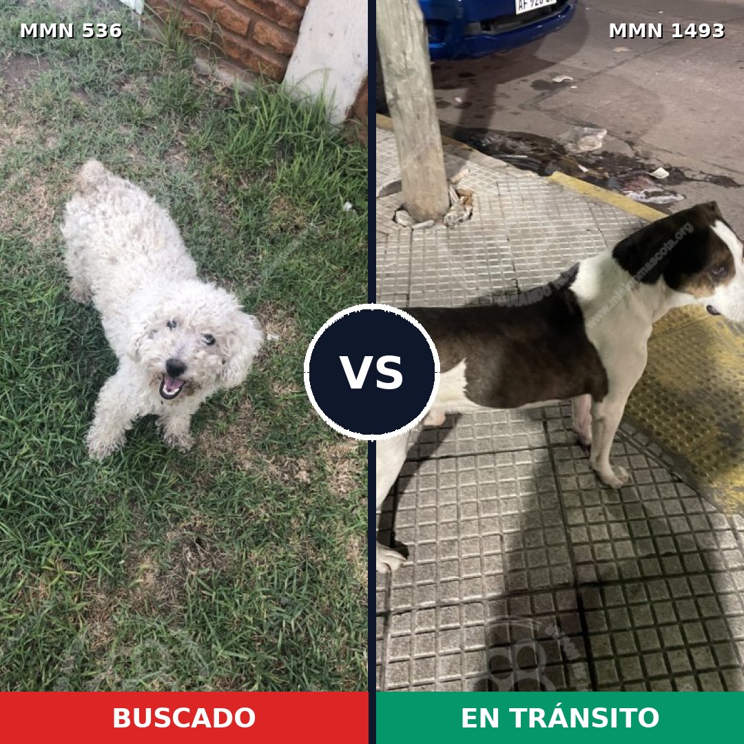 Comparativa MMS 26402: mascota perdida y mascota encontrada, 39% de similitud