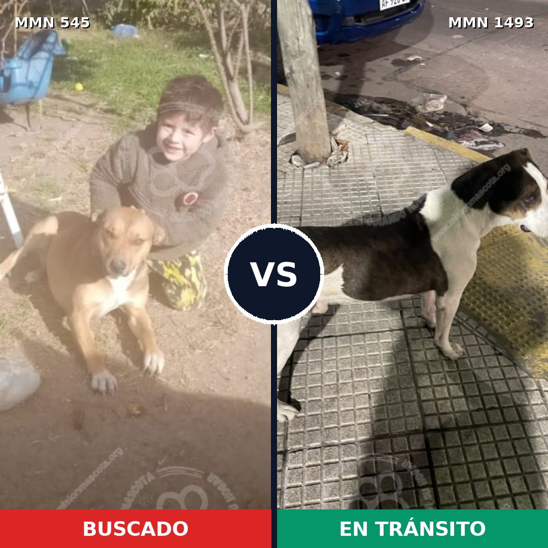 Comparativa MMS 26403: mascota perdida y mascota encontrada, 50% de similitud