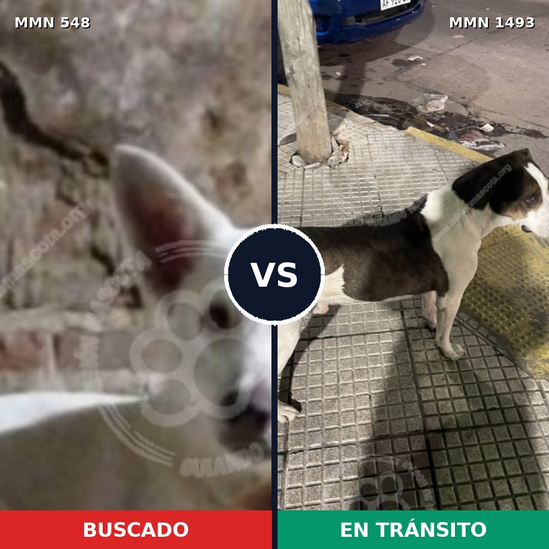 Comparativa MMS 26404: mascota perdida y mascota encontrada, 56% de similitud