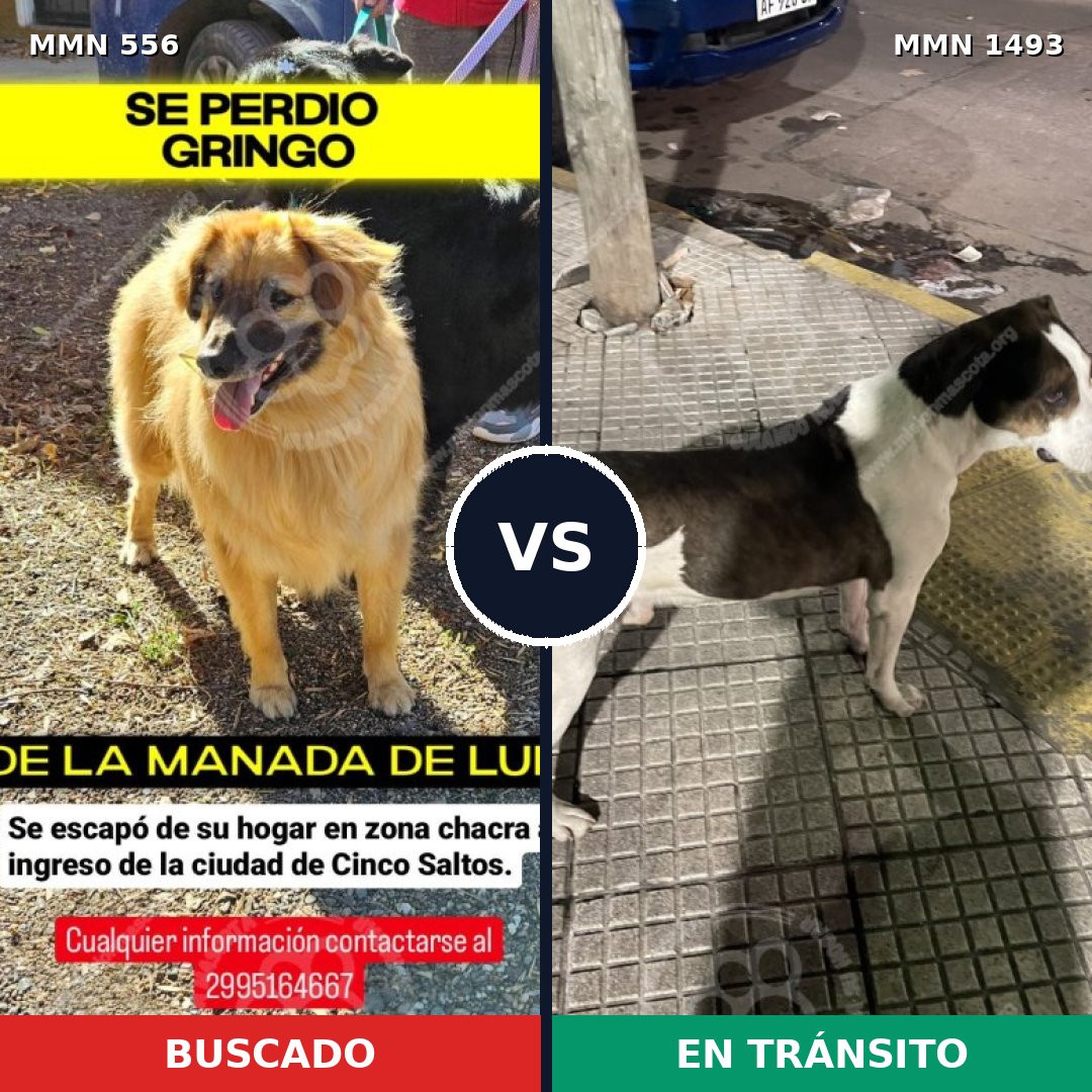 Comparativa MMS 26405: mascota perdida y mascota encontrada, 47% de similitud