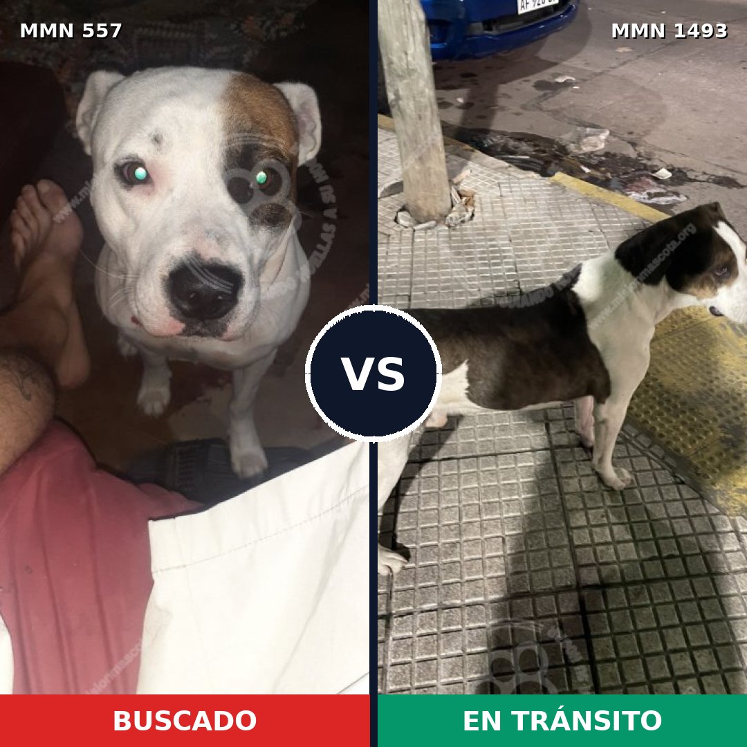 Comparativa MMS 26406: mascota perdida y mascota encontrada, 50% de similitud