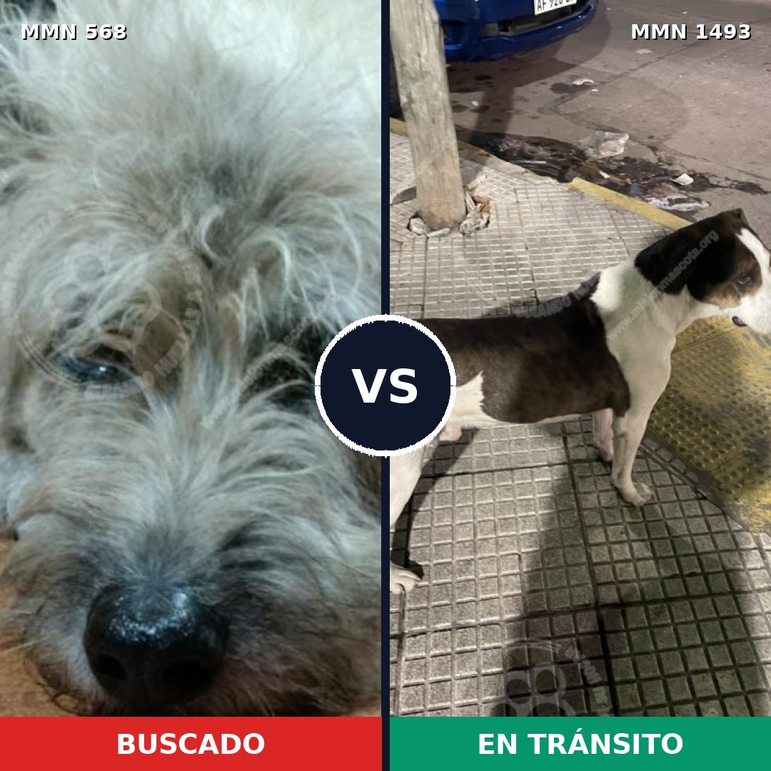 Comparativa MMS 26407: mascota perdida y mascota encontrada, 54% de similitud