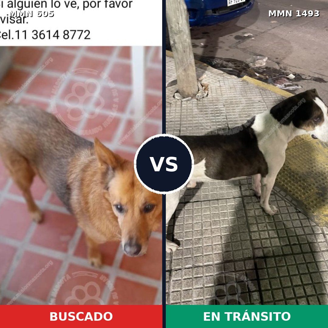 Comparativa MMS 26409: mascota perdida y mascota encontrada, 63% de similitud
