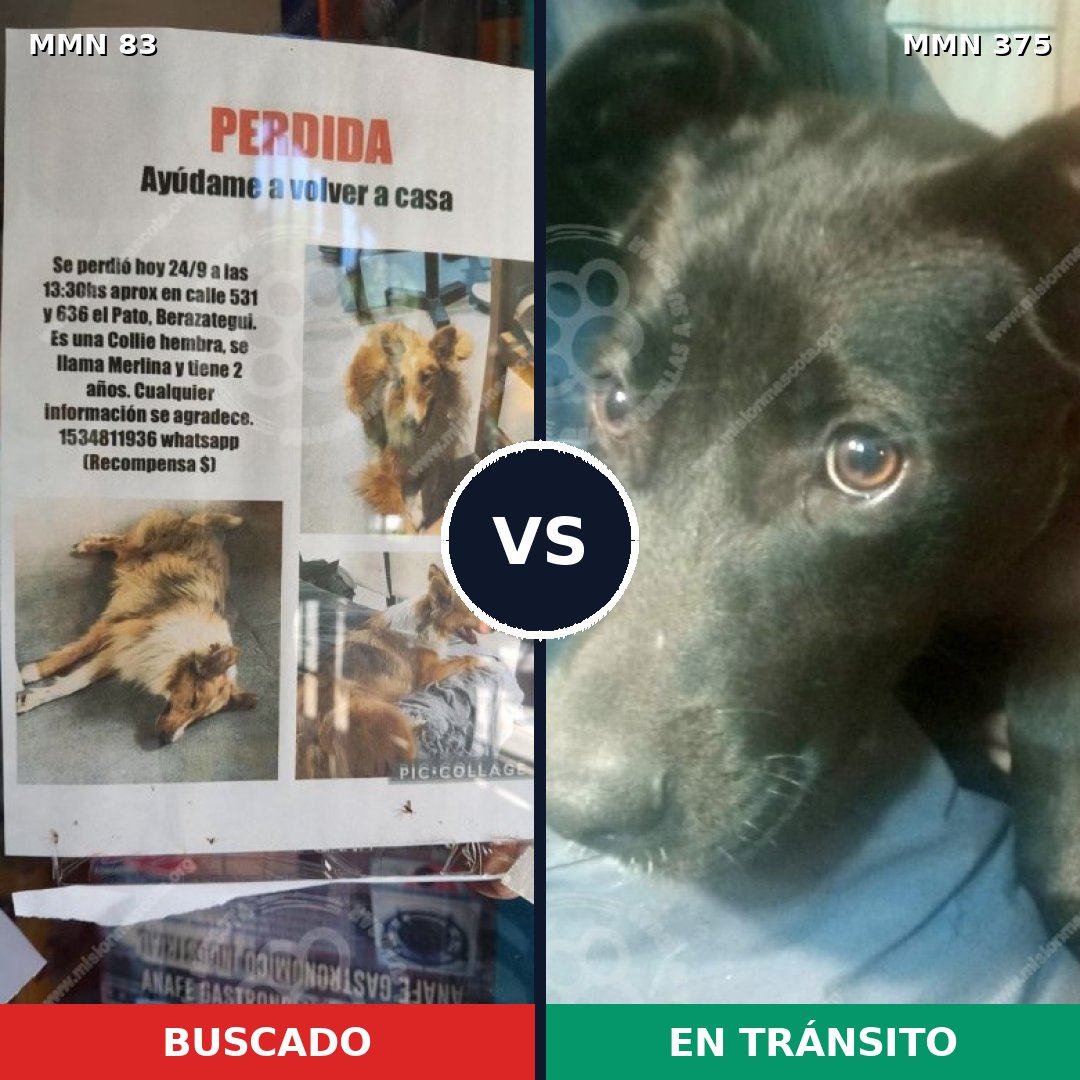 Comparativa MMS 2641: mascota perdida y mascota encontrada, 7% de similitud