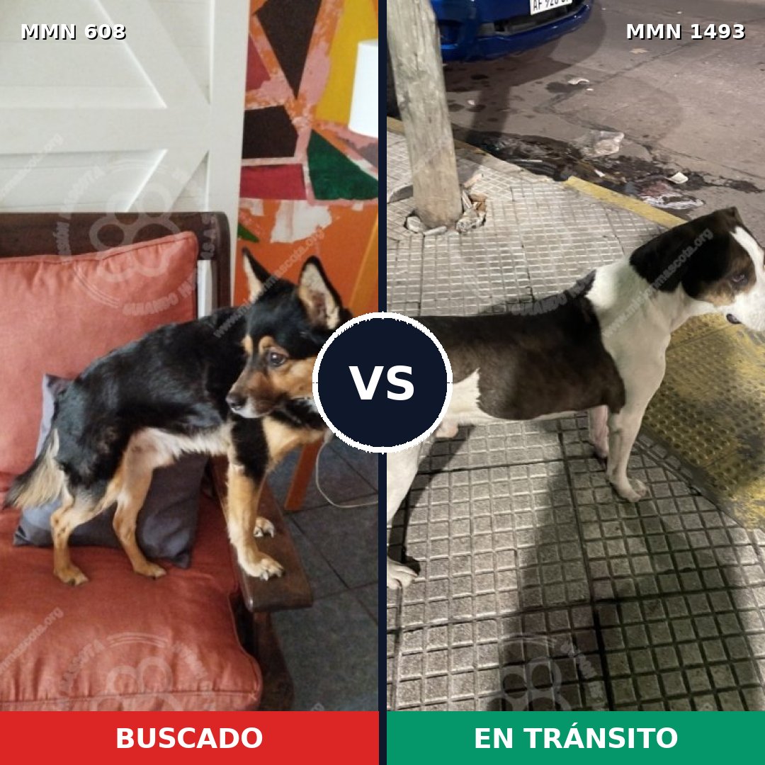 Comparativa MMS 26411: mascota perdida y mascota encontrada, 59% de similitud