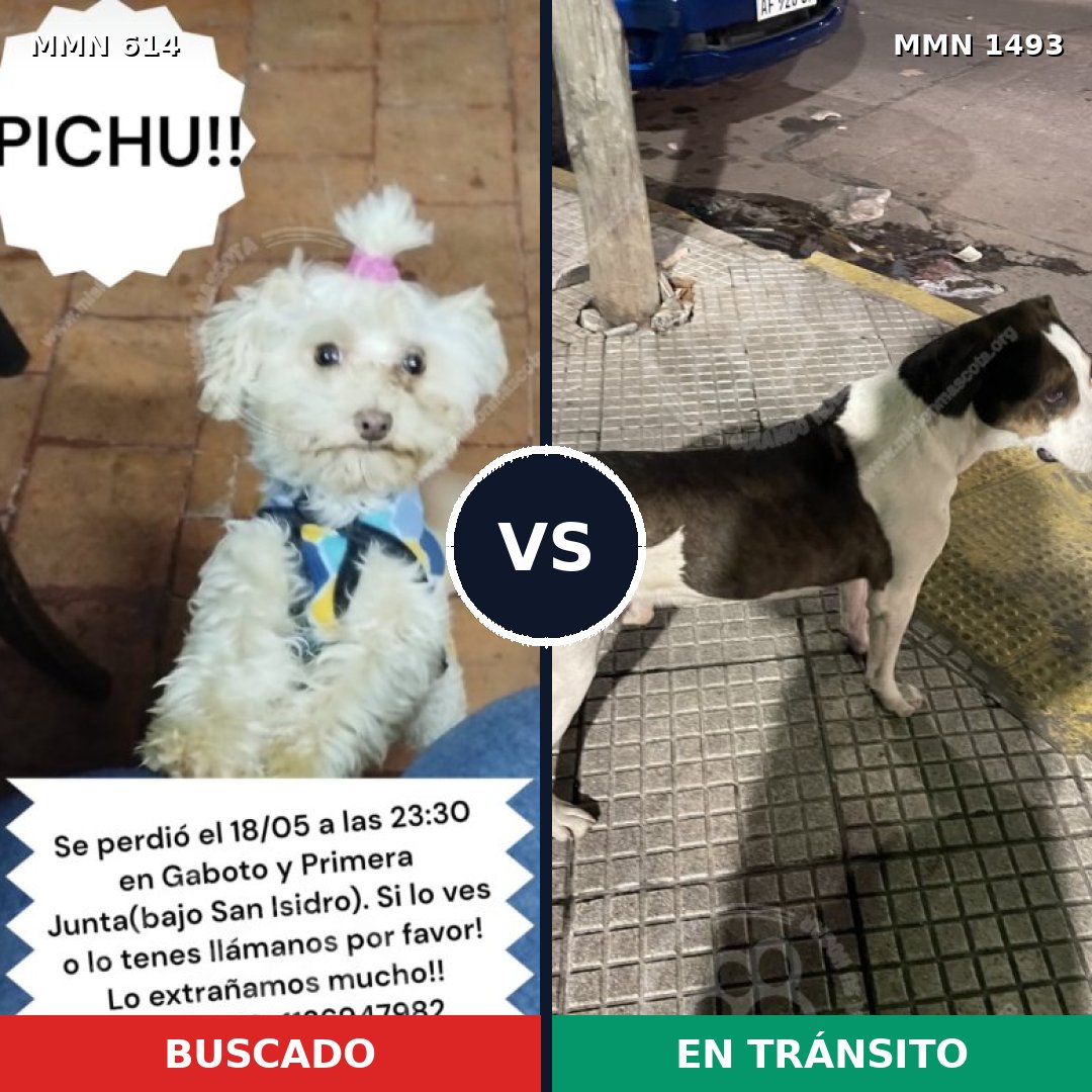 Comparativa MMS 26412: mascota perdida y mascota encontrada, 39% de similitud