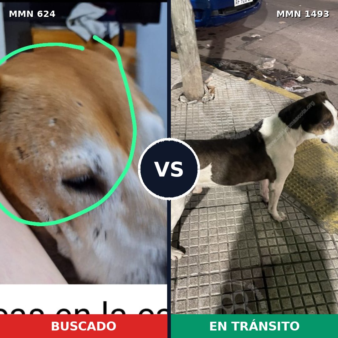 Comparativa MMS 26413: mascota perdida y mascota encontrada, 46% de similitud