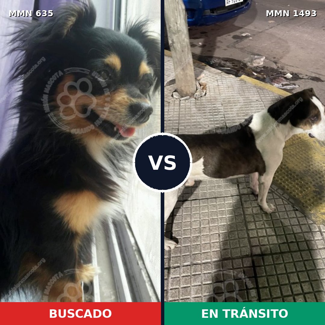 Comparativa MMS 26415: mascota perdida y mascota encontrada, 25% de similitud