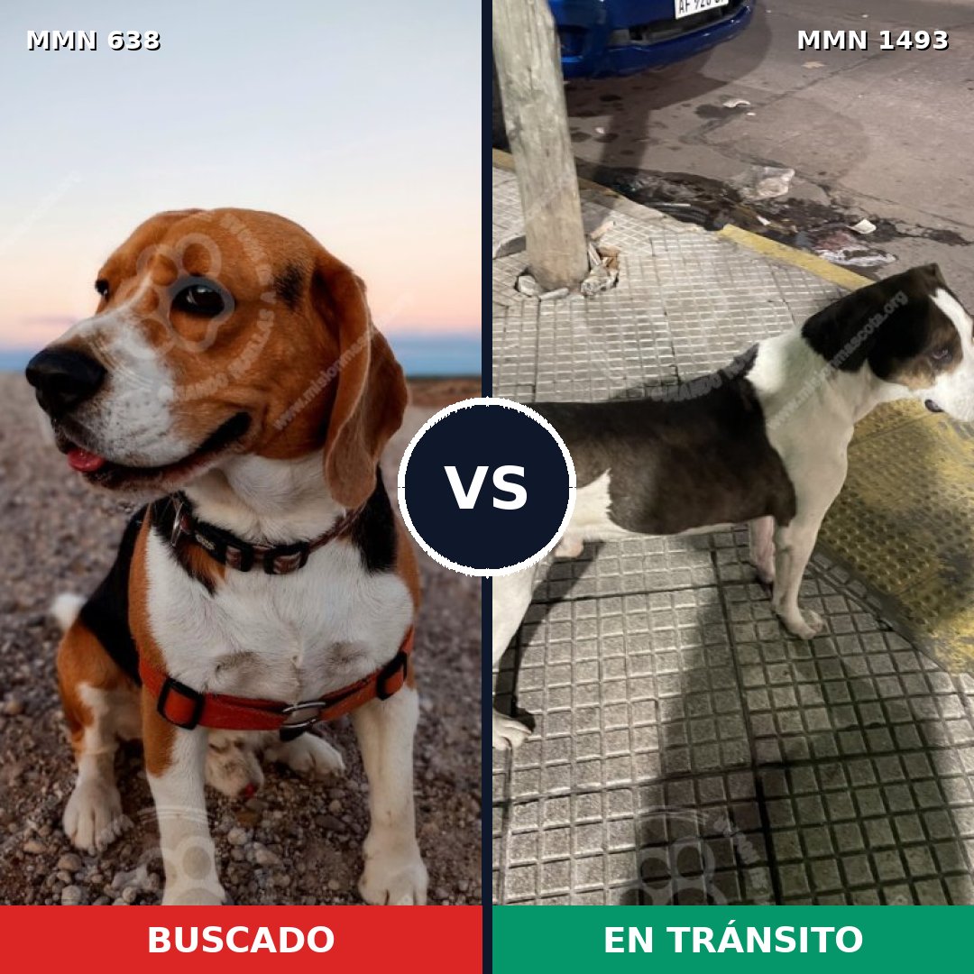Comparativa MMS 26416: mascota perdida y mascota encontrada, 24% de similitud