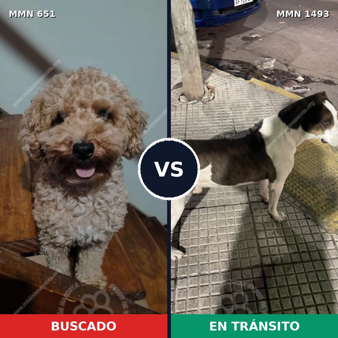 Comparativa MMS 26418: mascota perdida y mascota encontrada, 23% de similitud