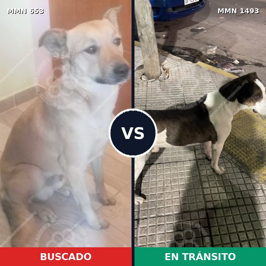 Comparativa MMS 26419: mascota perdida y mascota encontrada, 58% de similitud