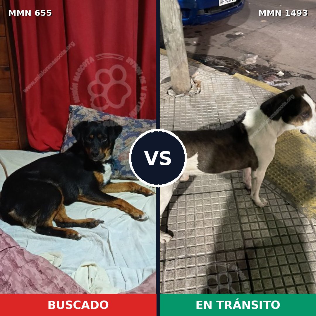 Comparativa MMS 26420: mascota perdida y mascota encontrada, 47% de similitud