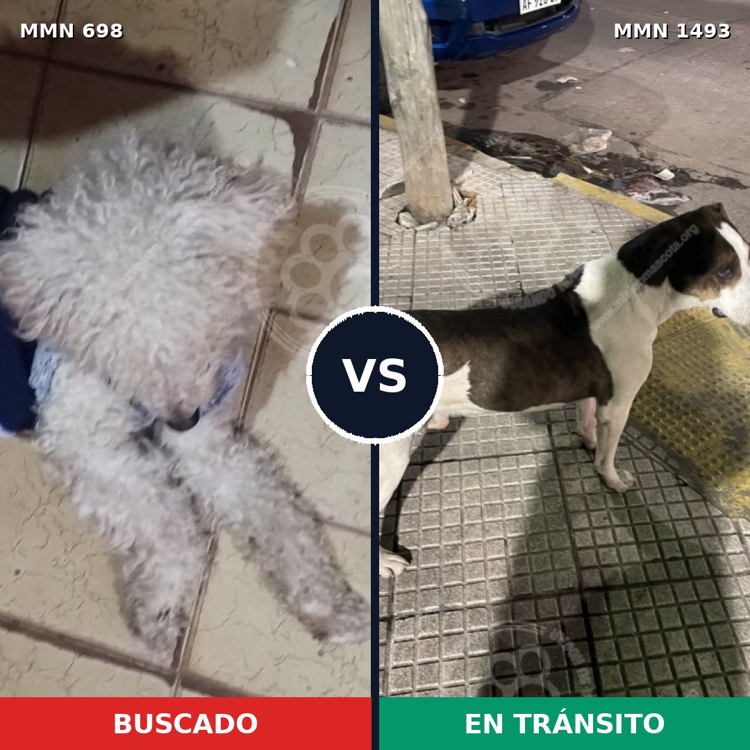 Comparativa MMS 26423: mascota perdida y mascota encontrada, 41% de similitud