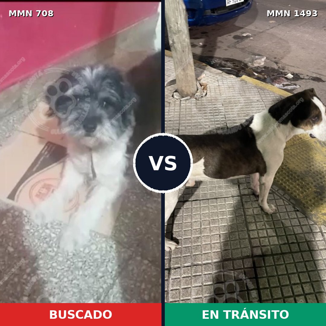 Comparativa MMS 26424: mascota perdida y mascota encontrada, 38% de similitud