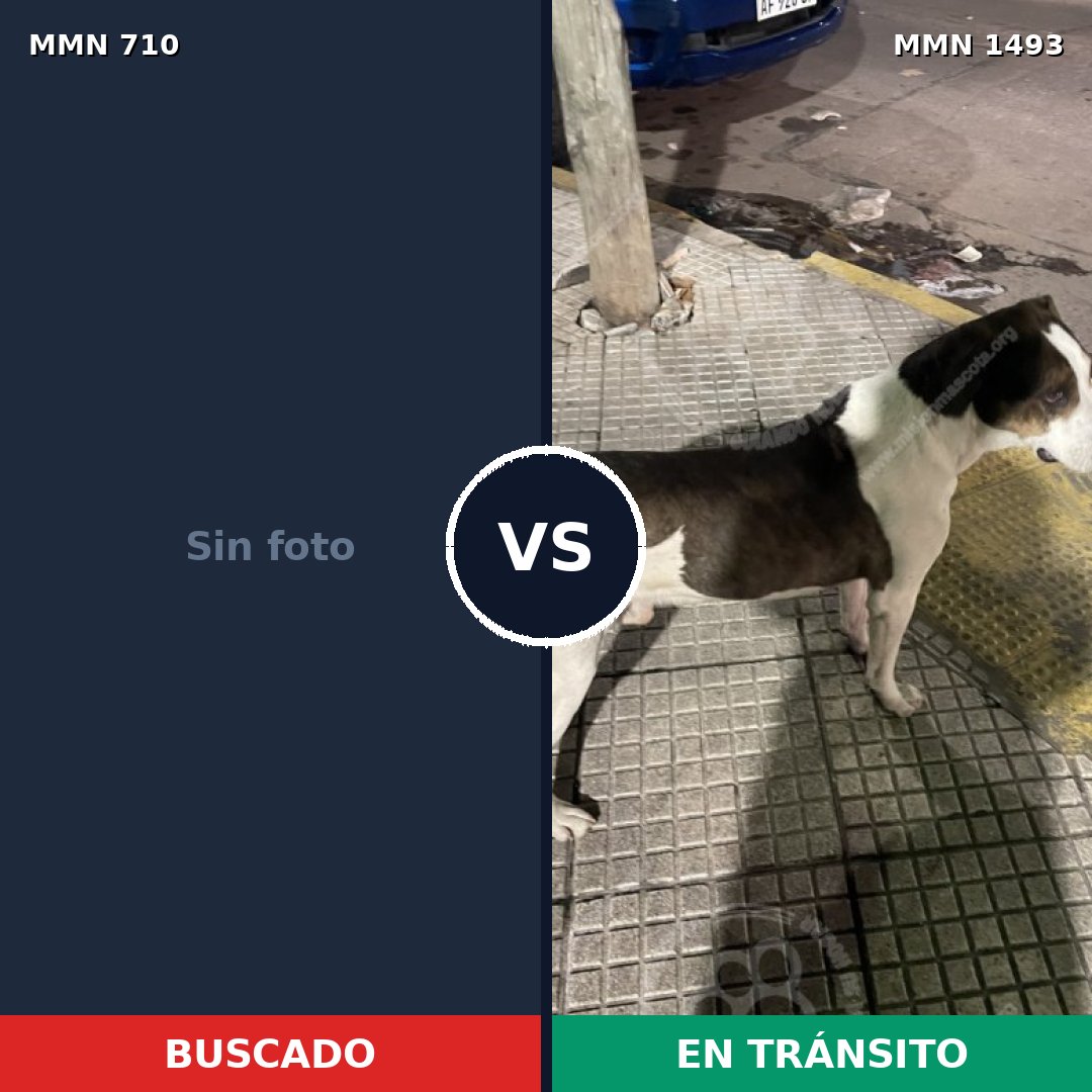 Comparativa MMS 26425: mascota perdida y mascota encontrada, 46% de similitud