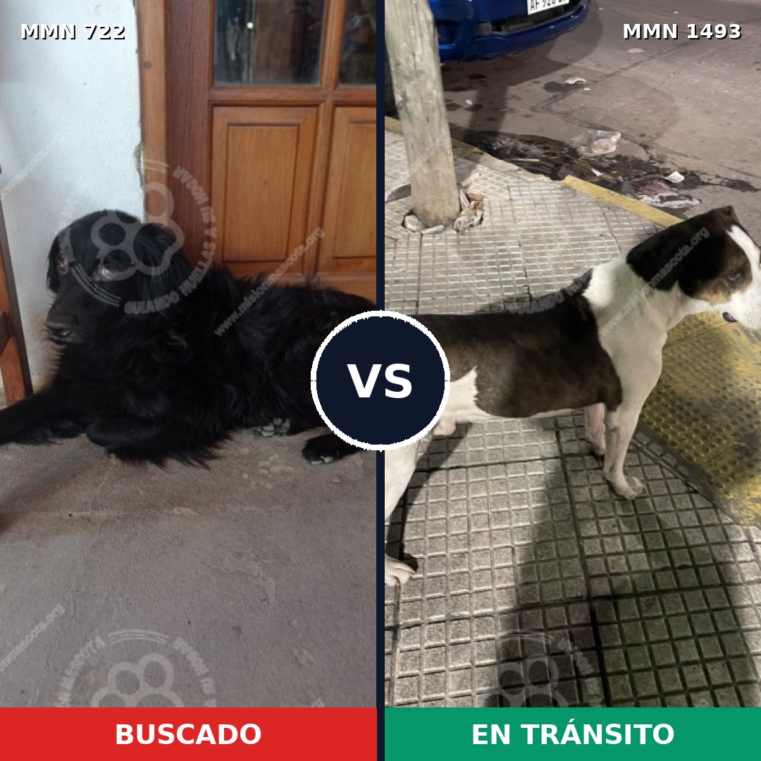 Comparativa MMS 26426: mascota perdida y mascota encontrada, 30% de similitud