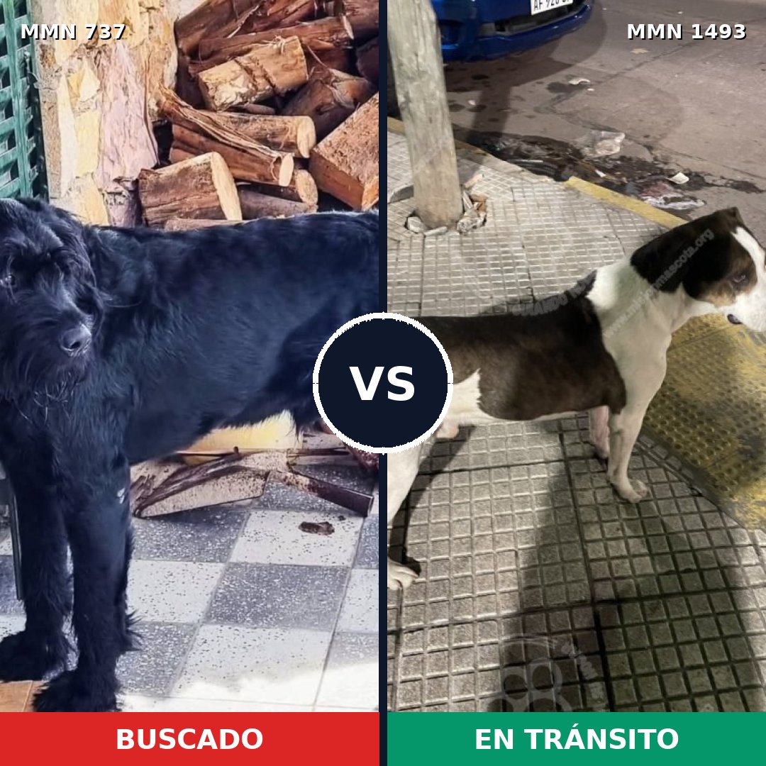 Comparativa MMS 26428: mascota perdida y mascota encontrada, 30% de similitud