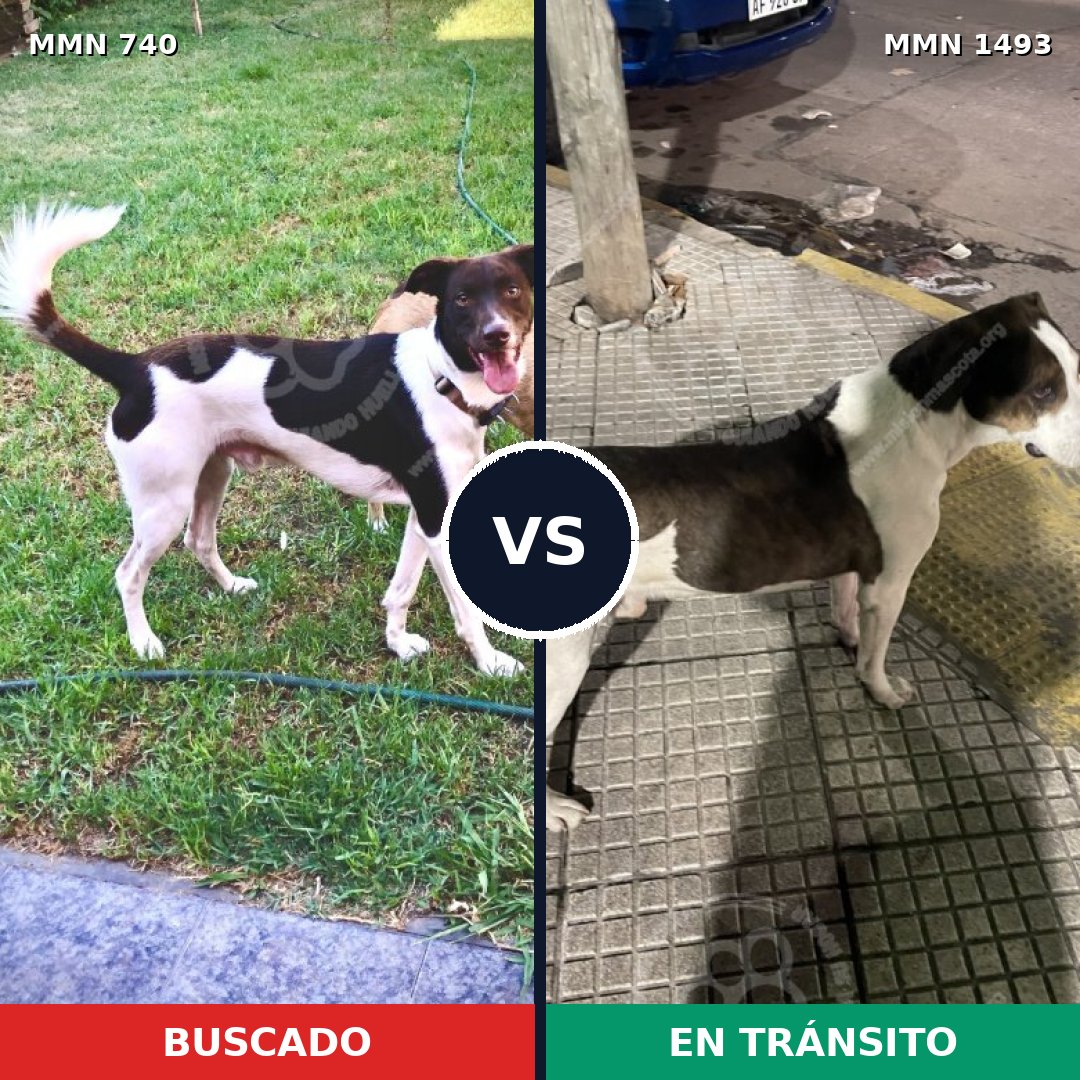 Comparativa MMS 26429: mascota perdida y mascota encontrada, 73% de similitud