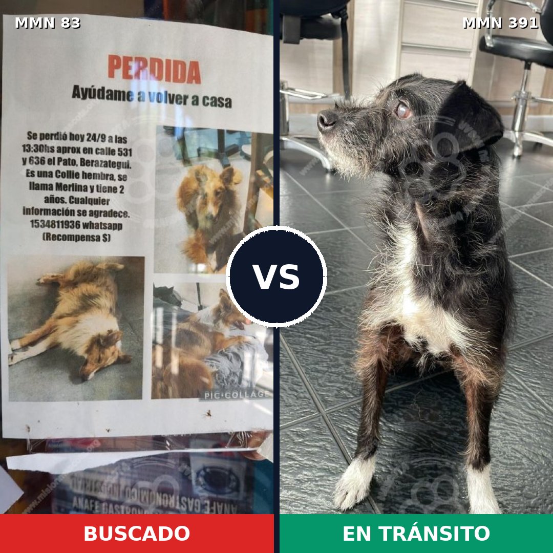 Comparativa MMS 2643: mascota perdida y mascota encontrada, 11% de similitud