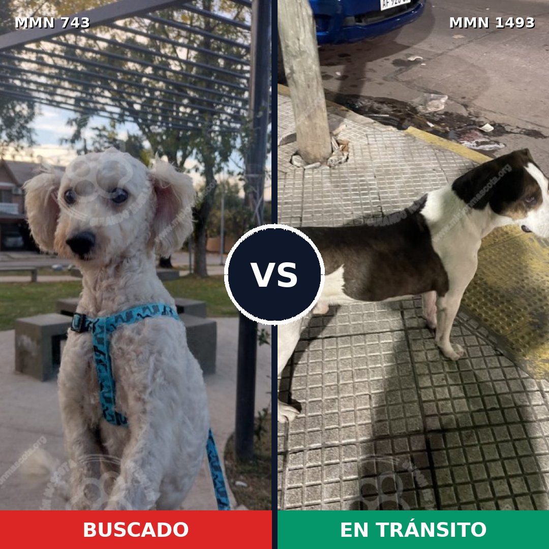 Comparativa MMS 26430: mascota perdida y mascota encontrada, 51% de similitud