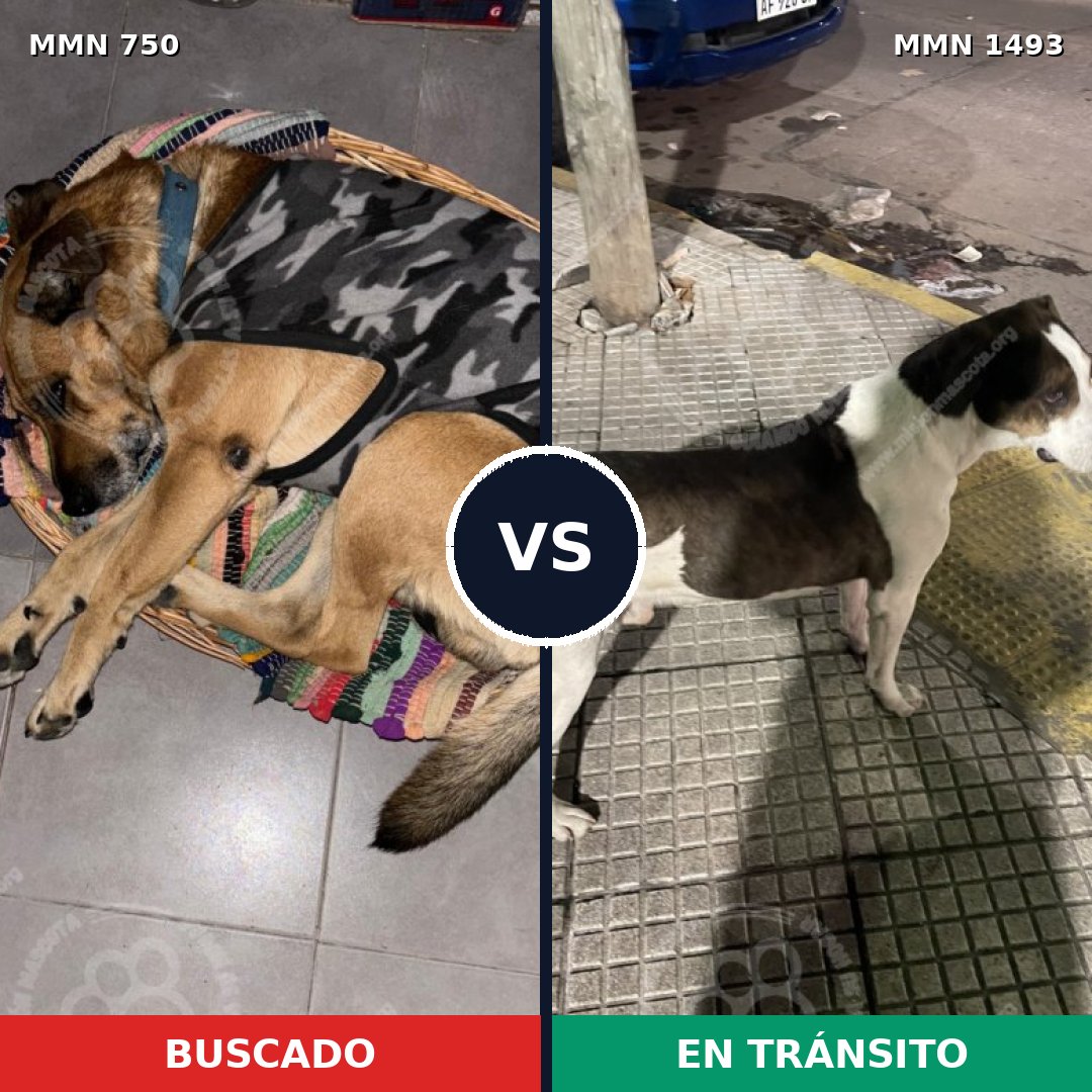 Comparativa MMS 26431: mascota perdida y mascota encontrada, 51% de similitud