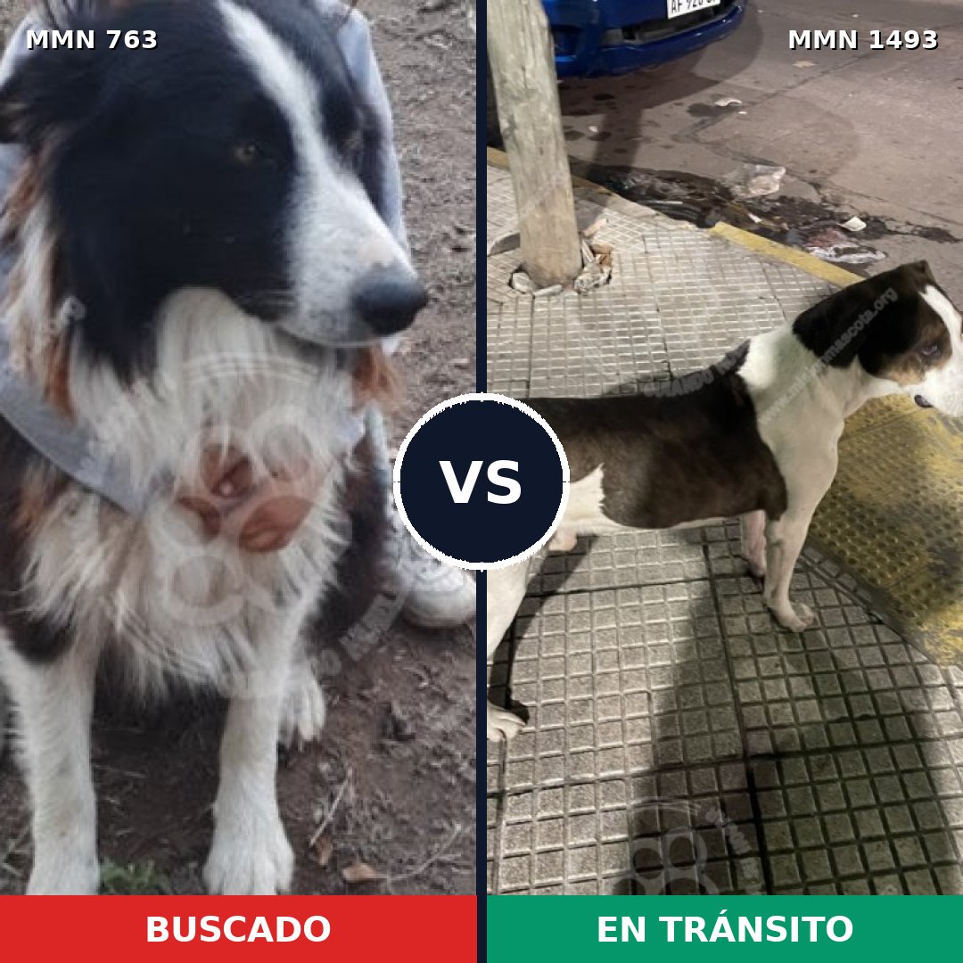Comparativa MMS 26433: mascota perdida y mascota encontrada, 38% de similitud