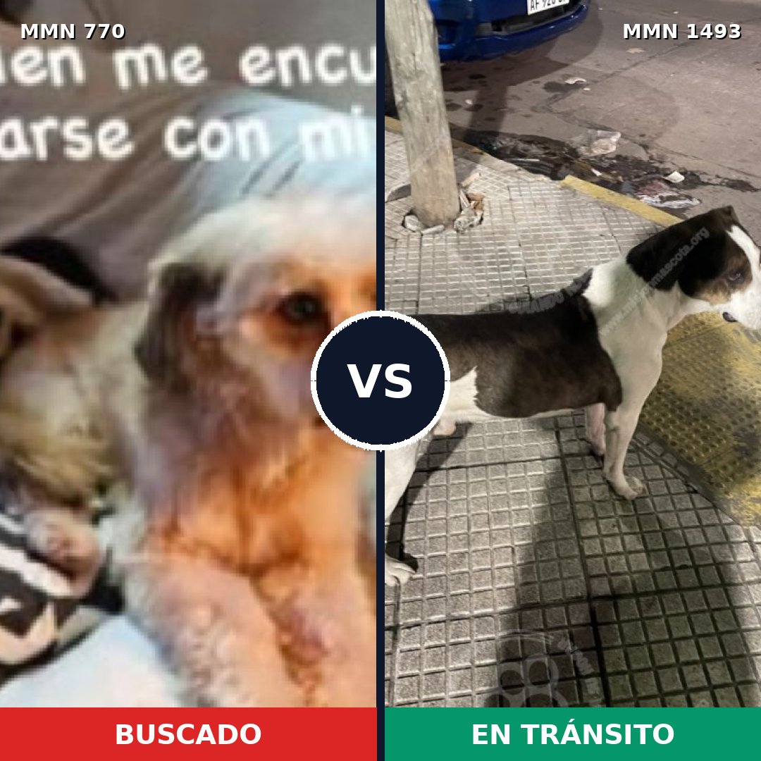 Comparativa MMS 26435: mascota perdida y mascota encontrada, 64% de similitud