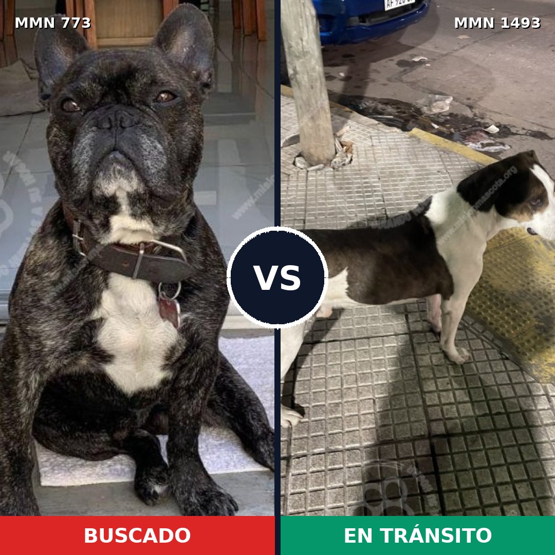 Comparativa MMS 26437: mascota perdida y mascota encontrada, 41% de similitud