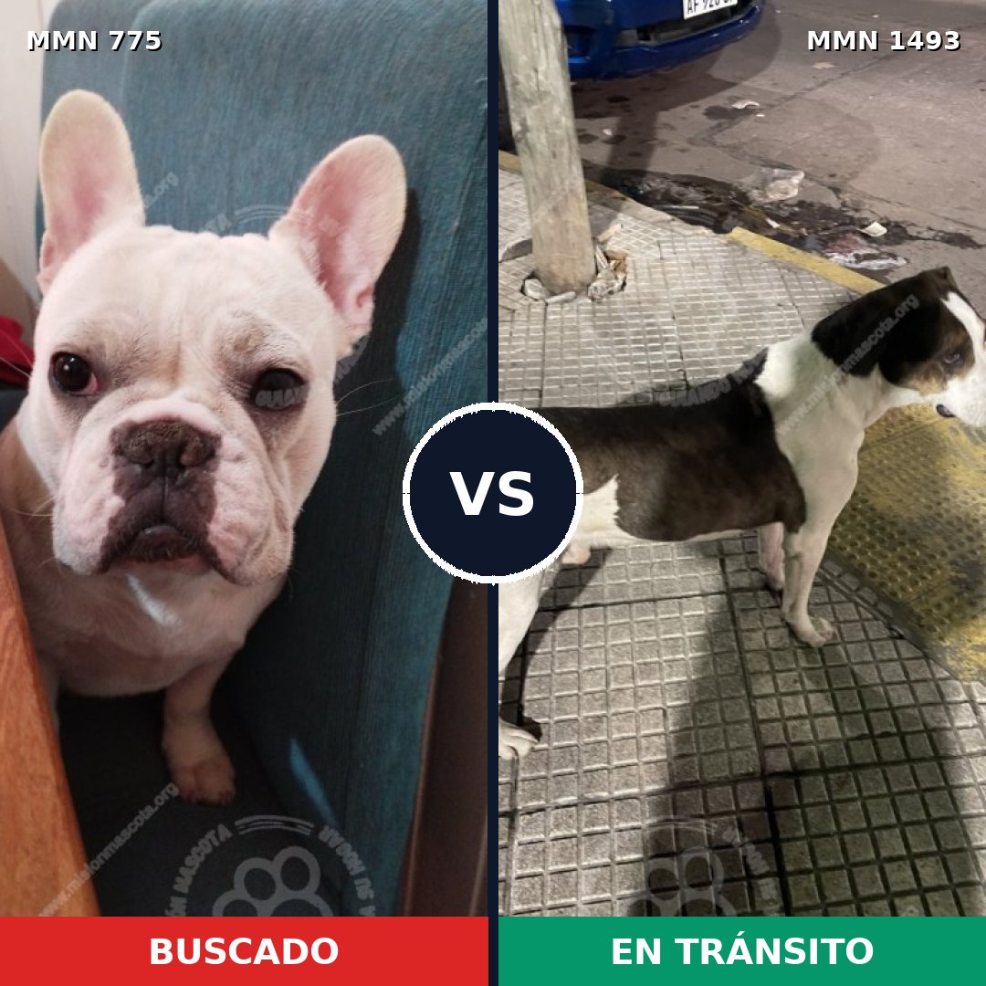 Comparativa MMS 26438: mascota perdida y mascota encontrada, 45% de similitud
