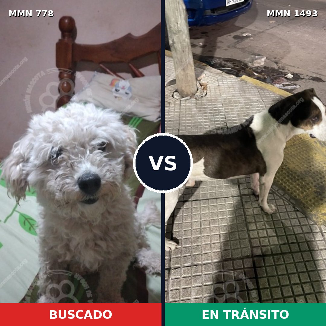 Comparativa MMS 26439: mascota perdida y mascota encontrada, 41% de similitud