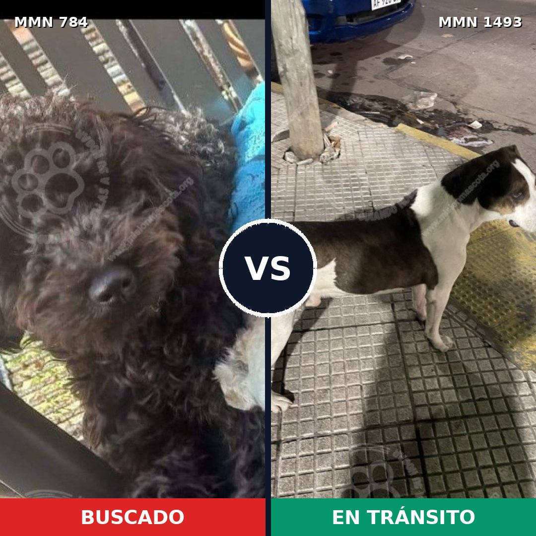 Comparativa MMS 26440: mascota perdida y mascota encontrada, 33% de similitud