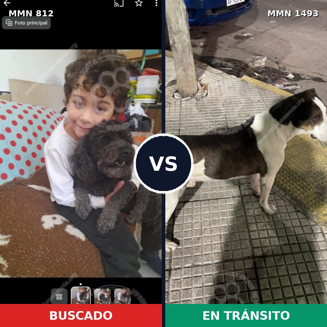 Comparativa MMS 26444: mascota perdida y mascota encontrada, 26% de similitud