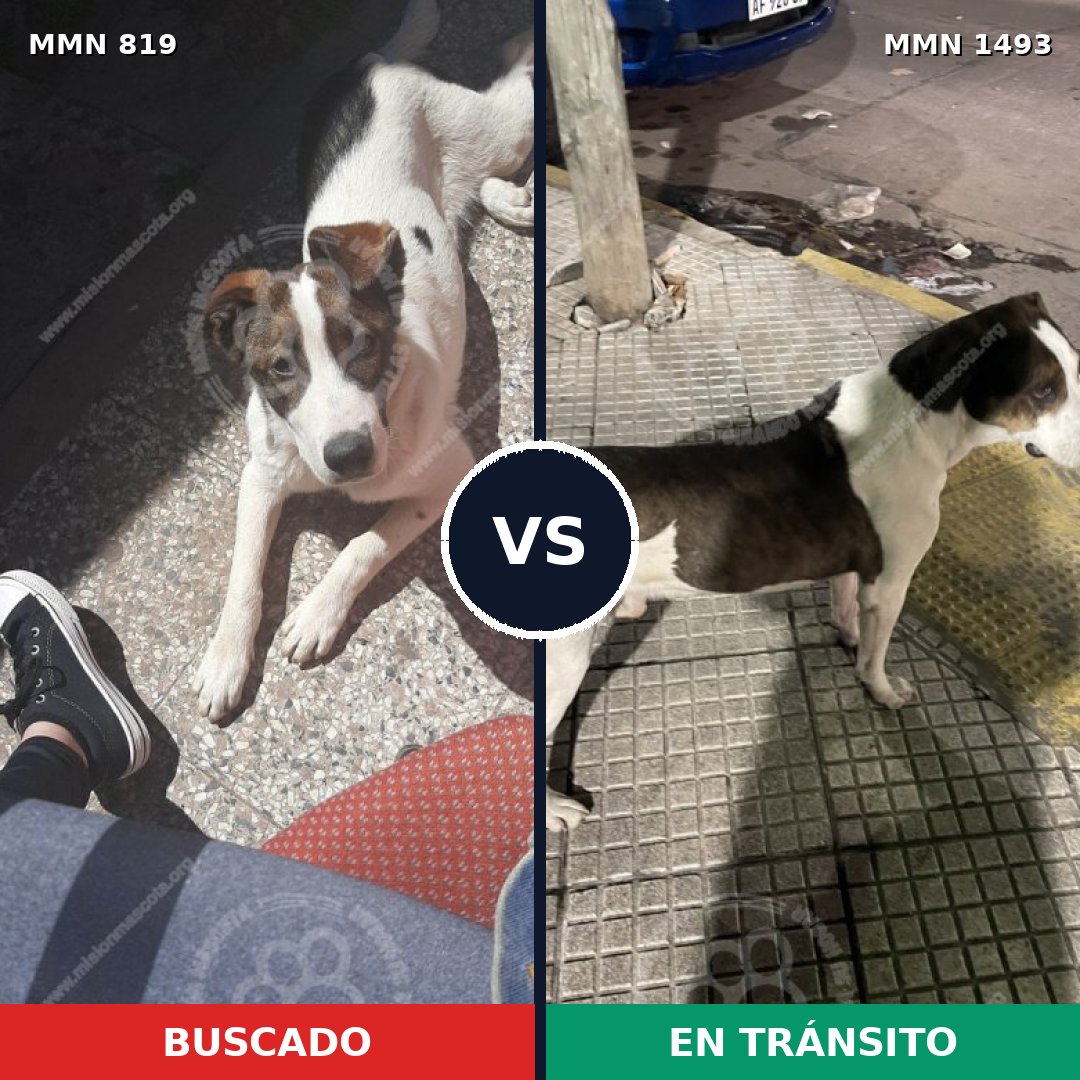 Comparativa MMS 26445: mascota perdida y mascota encontrada, 83% de similitud