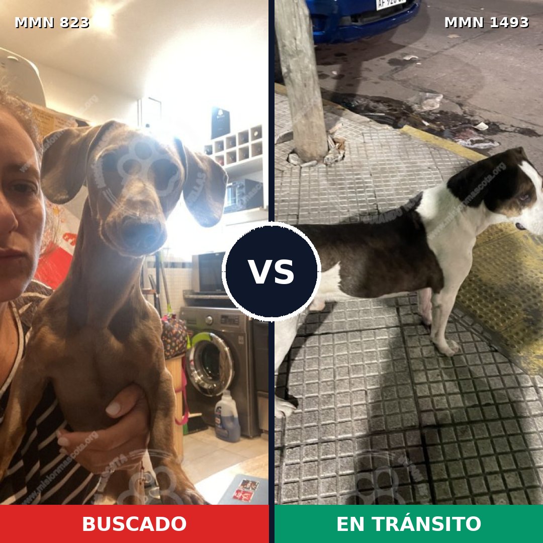 Comparativa MMS 26446: mascota perdida y mascota encontrada, 28% de similitud