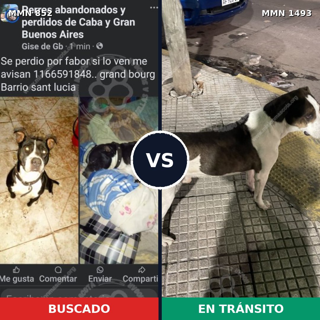 Comparativa MMS 26449: mascota perdida y mascota encontrada, 54% de similitud