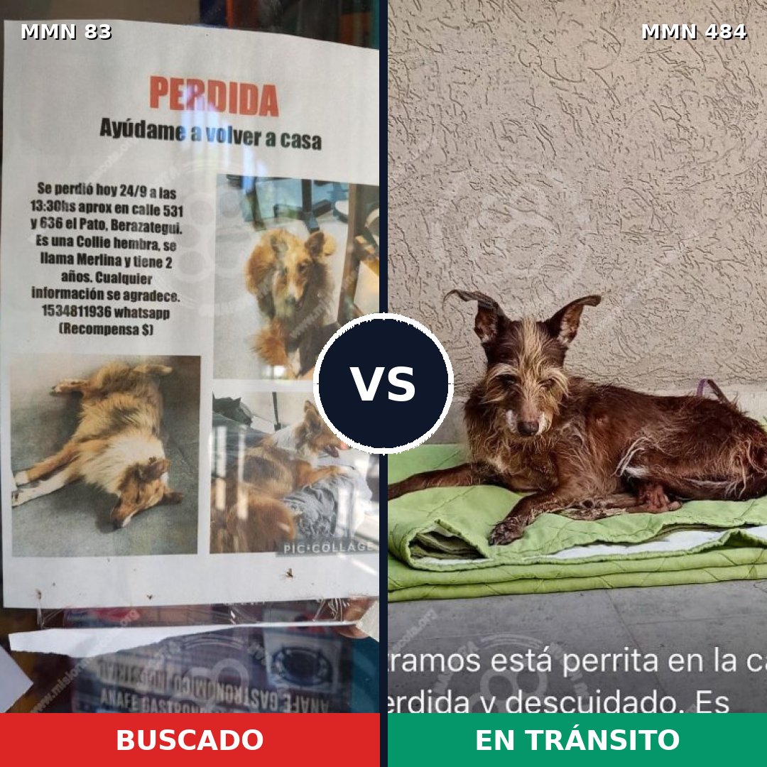 Comparativa MMS 2645: mascota perdida y mascota encontrada, 13% de similitud