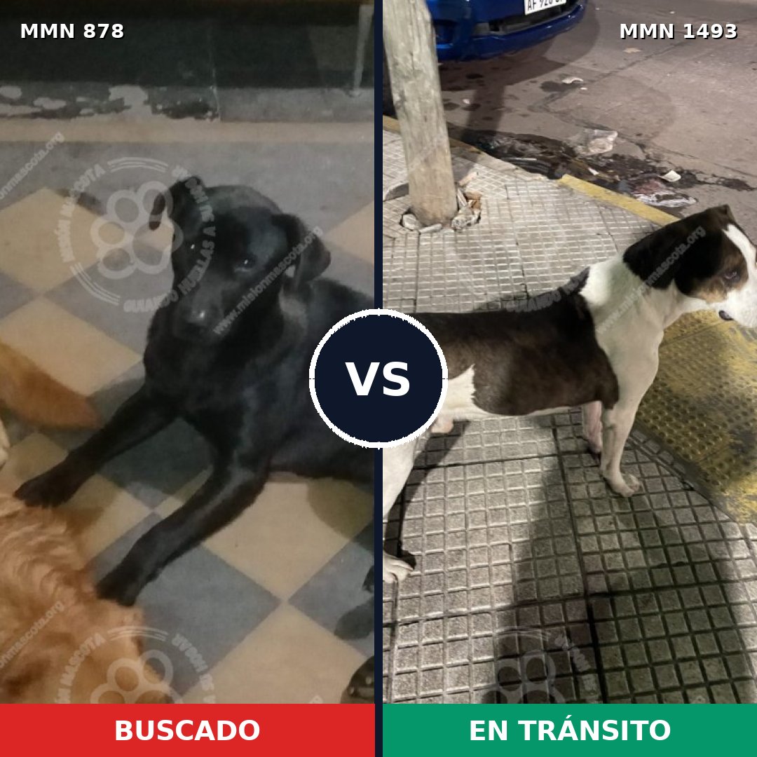 Comparativa MMS 26451: mascota perdida y mascota encontrada, 42% de similitud
