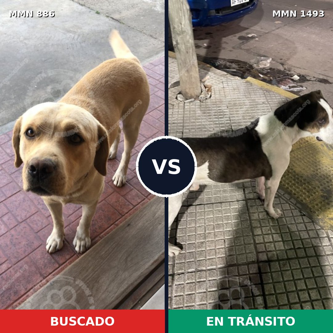 Comparativa MMS 26452: mascota perdida y mascota encontrada, 33% de similitud