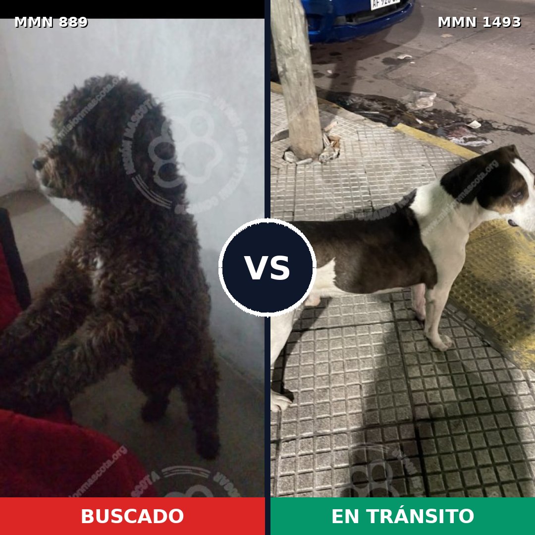 Comparativa MMS 26453: mascota perdida y mascota encontrada, 31% de similitud