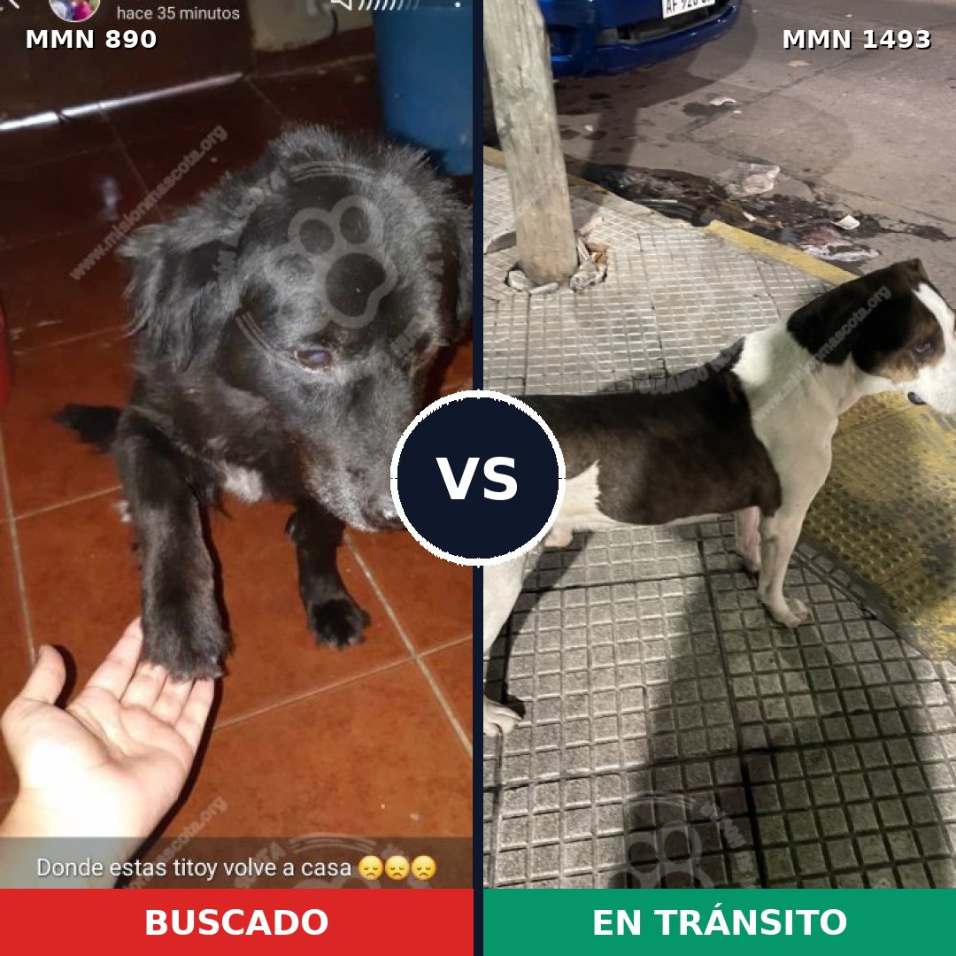 Comparativa MMS 26454: mascota perdida y mascota encontrada, 34% de similitud