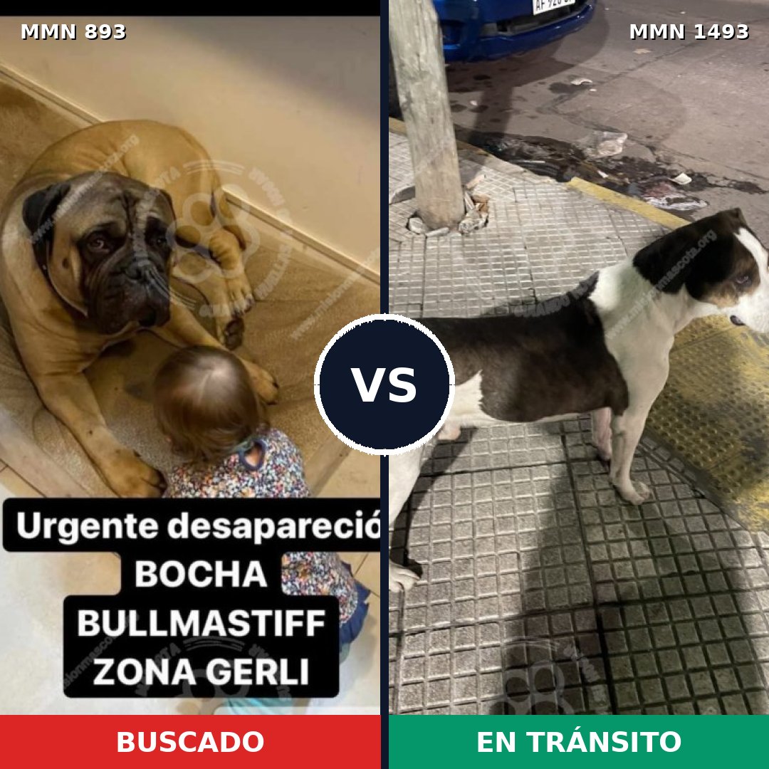 Comparativa MMS 26455: mascota perdida y mascota encontrada, 38% de similitud