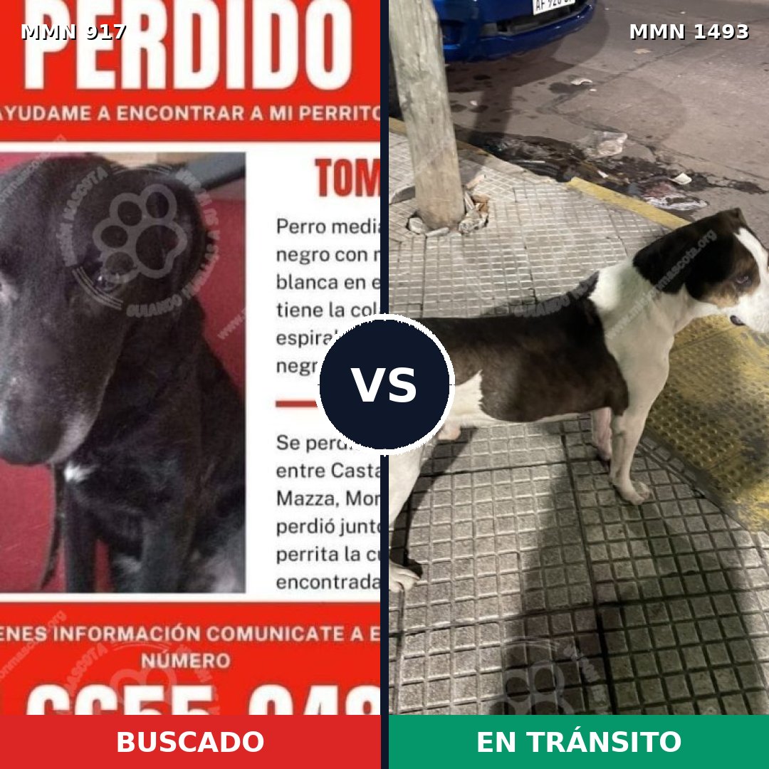 Comparativa MMS 26457: mascota perdida y mascota encontrada, 42% de similitud