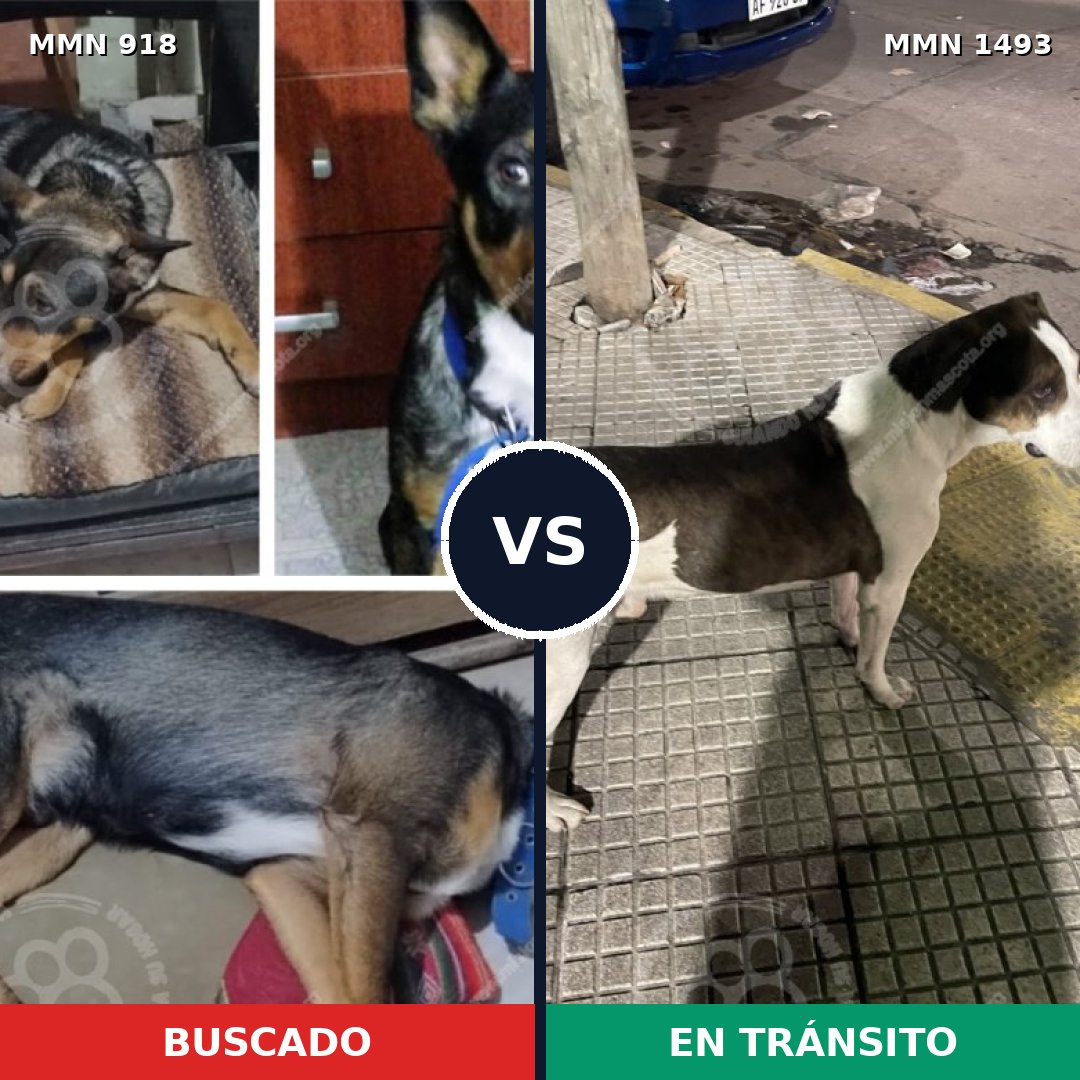 Comparativa MMS 26458: mascota perdida y mascota encontrada, 37% de similitud