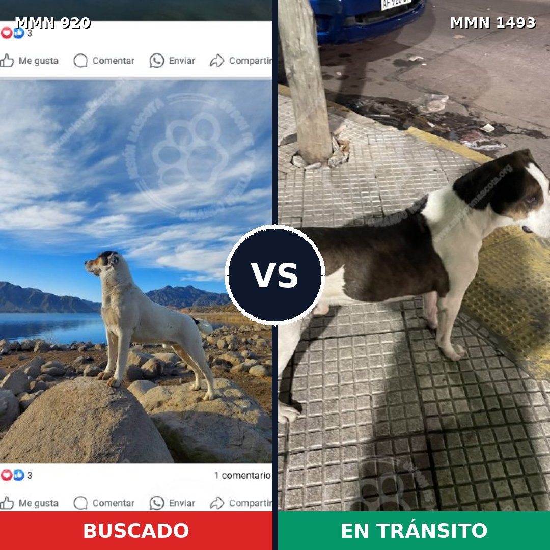 Comparativa MMS 26460: mascota perdida y mascota encontrada, 44% de similitud