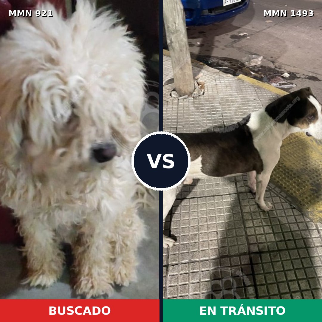 Comparativa MMS 26461: mascota perdida y mascota encontrada, 32% de similitud